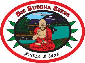 big buddha cannabis seeds 