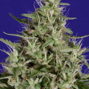 dogstar dawg cannabis plant
