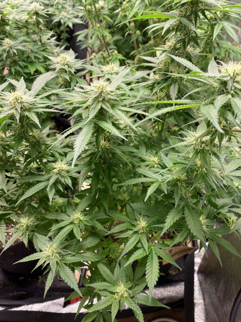 Buy Stardawg Cannabis Seeds UK