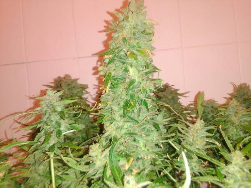 Big-Bud-auto from seed stockers