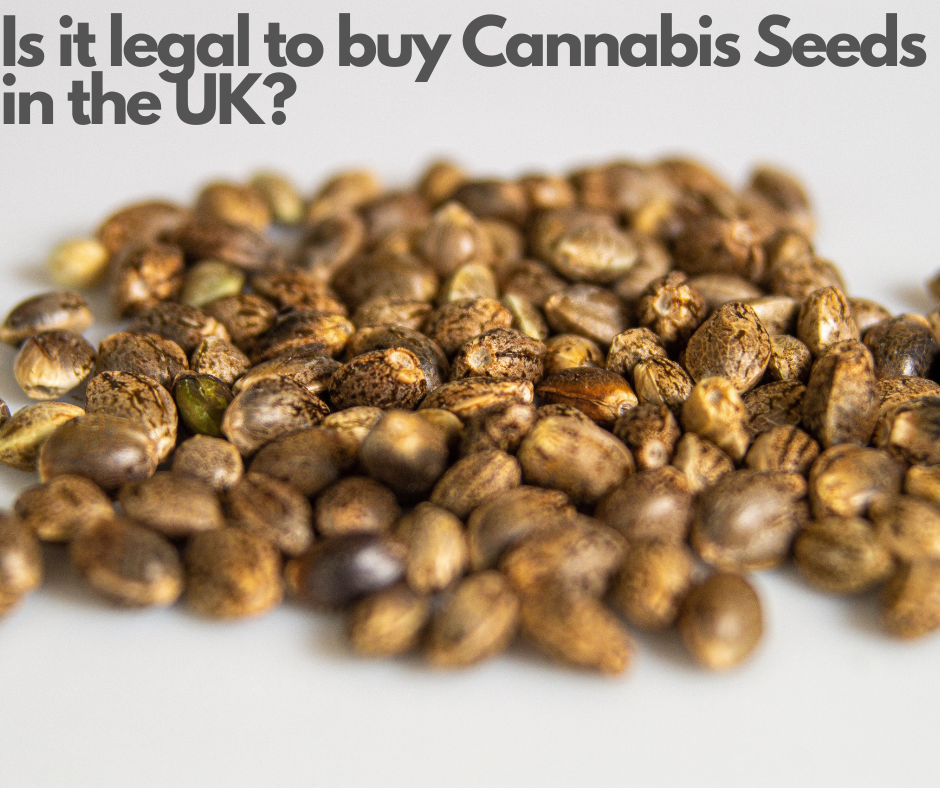 Is it legal to buy Cannabis Seeds in the UK
