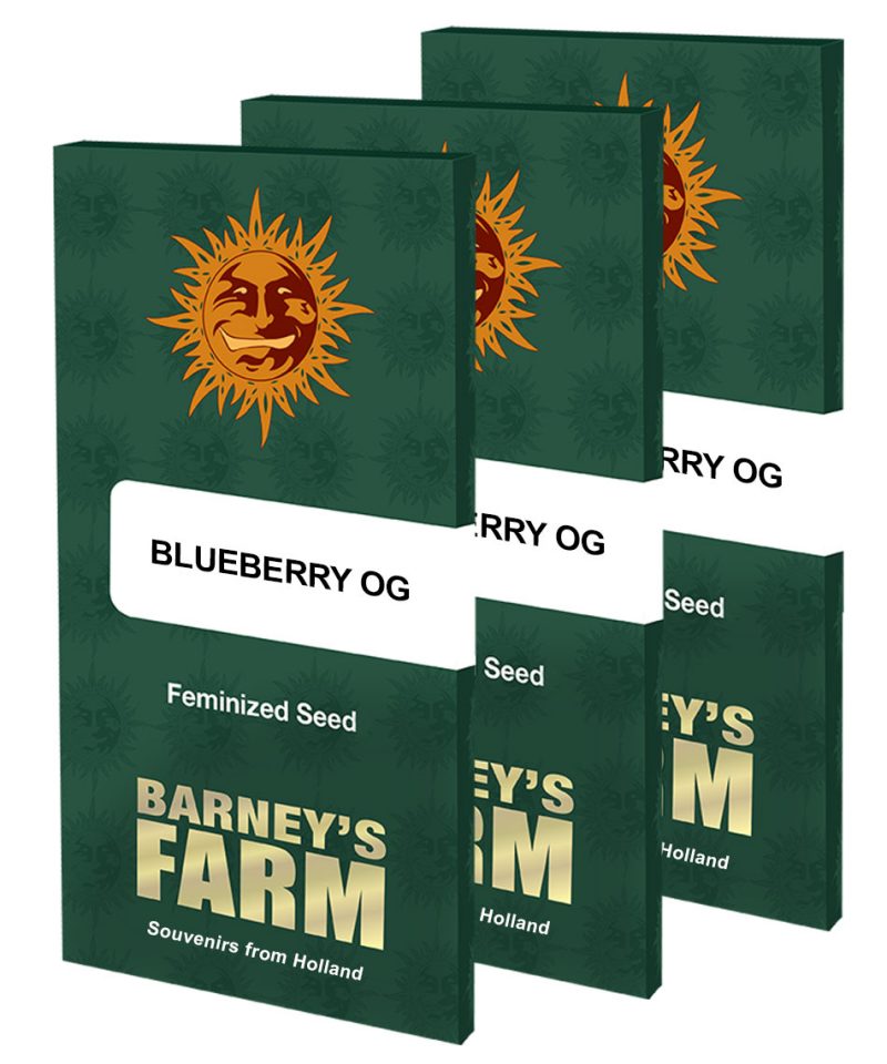 Blueberry OG seeds packets