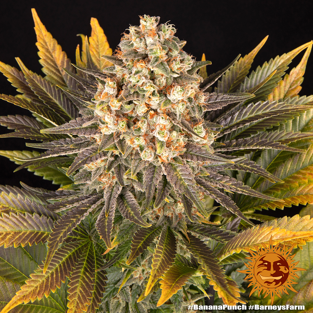 banana-punch_cannabis plant bud with crystals