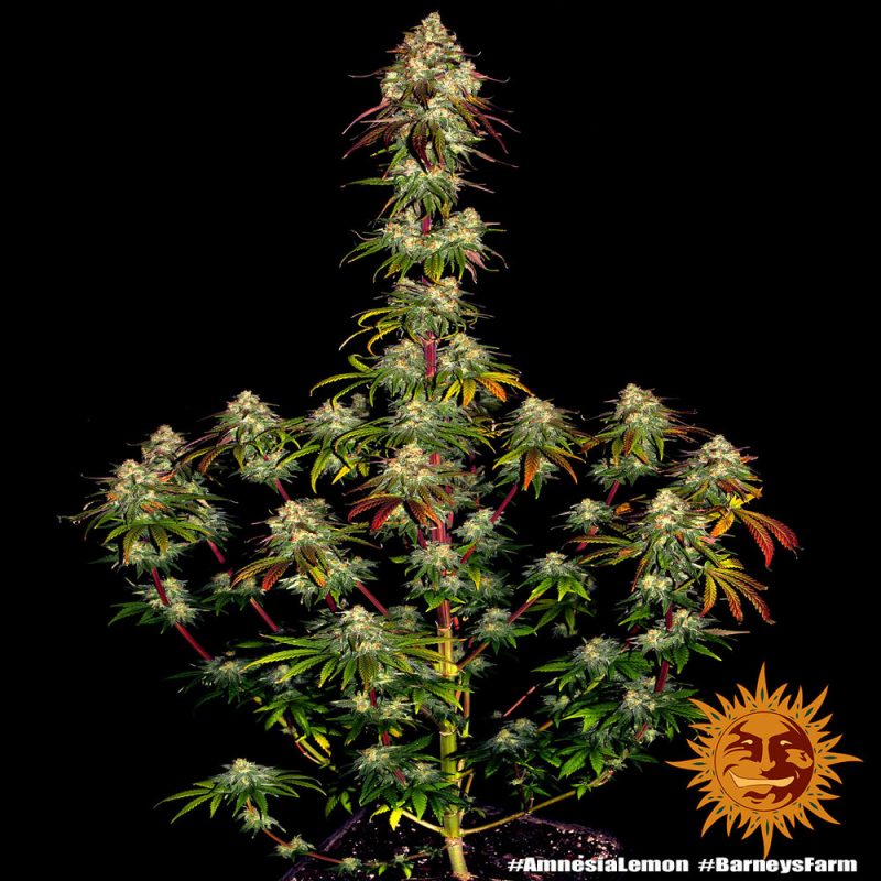 amnesia-lemon_cannabis plant