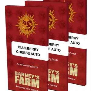 blueberry-cheese-autoflowering cannabis seeds