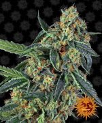 cookies kush_cannabis plant