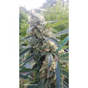 critical-orange-punch cannabis plant outdoor
