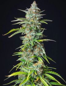 northern light automatic cannabis plant