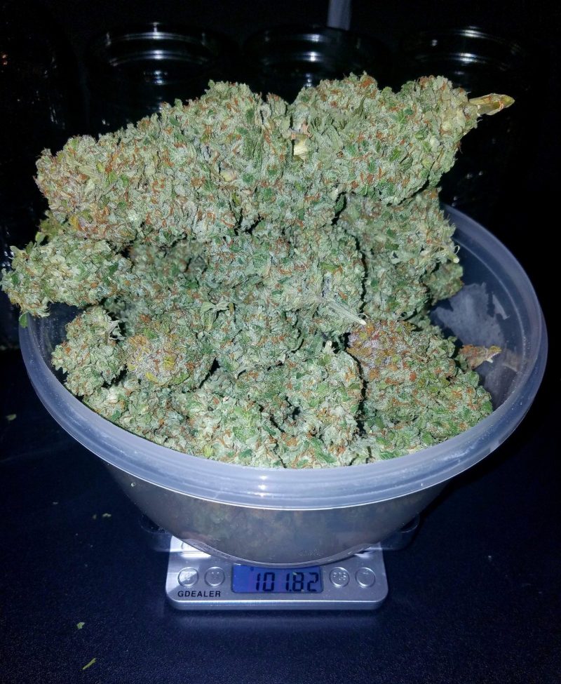 stardawg autoflower cannabis buds