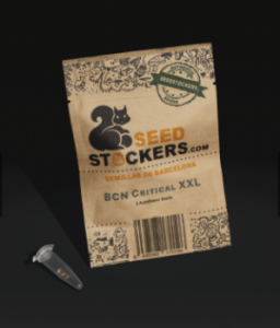 buy bcn critical xxl cannabis seeds