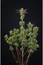 cookies-and-cream-autoflower cannabis plant