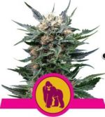 royal gorilla from royal queen seeds.png