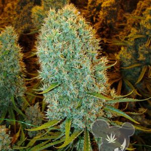 buy Big-Bazooka-cannabis seeds uk