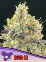 buy Nova-OG-cannabis seeds uk