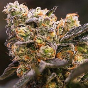 nova-og-cannabis strain