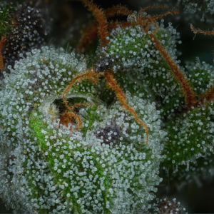 all gas og regular cannabis seeds close up of bud