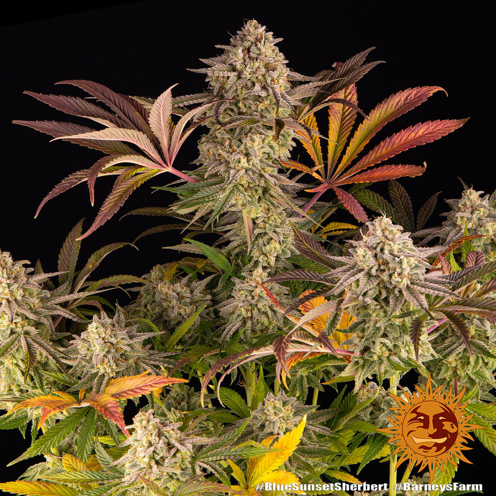 blue-sunset-sherbert_cannabis plant