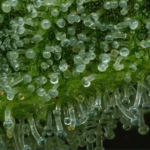 the bling close up of trichomes