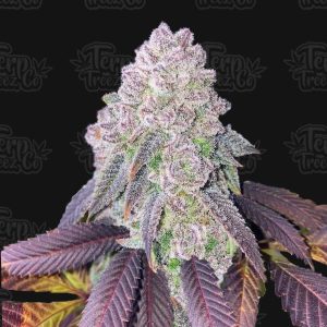 RS11 feminised cannabis seeds from terp treez