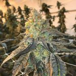 Bruce banner feminised seeds from good buzz