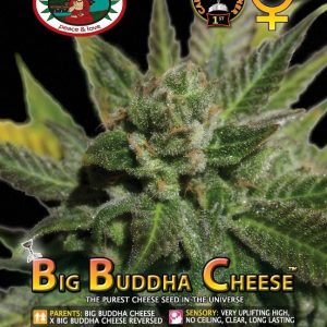 Big_Buddha_Seeds_Big_Buddha_Cheese_B_1