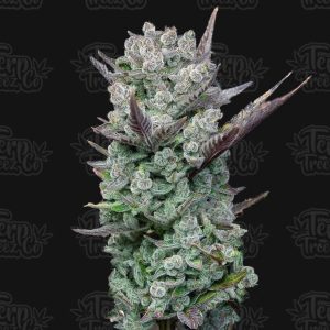Blue-Nerdz-Feminised cannabis seeds