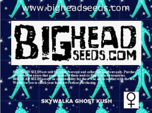 buy skywalka ghost kush cannabis seeds uk