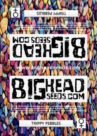 buy trippy pebbles cannabis seeds uk.png