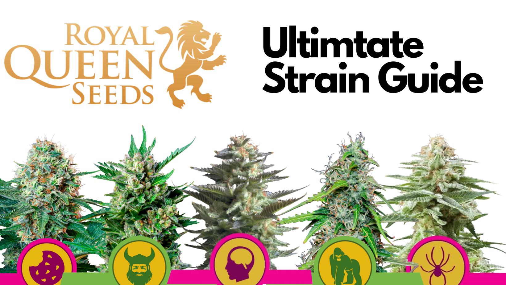 Ultimtate Strain Guide royal queen seeds banner
