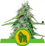 royal gorilla auto from royal queen seeds.png