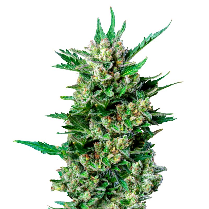 Royal dwarf cannabis plant