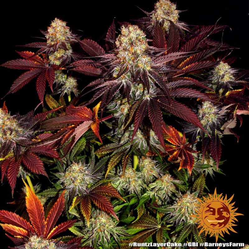 runtz-x-layer-cake cannabis plant