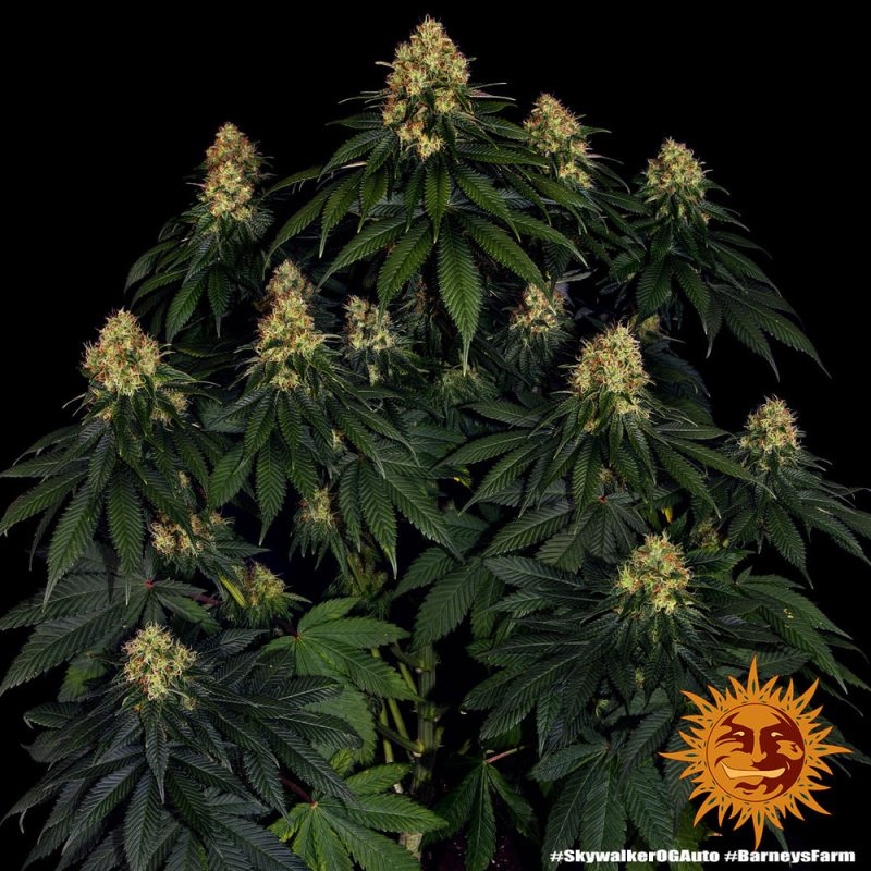 skywalker-og-auto cannabis plant