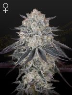 Fullgas cannabis seeds