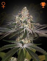 WHITE_WIDOW from greenhouse seeds