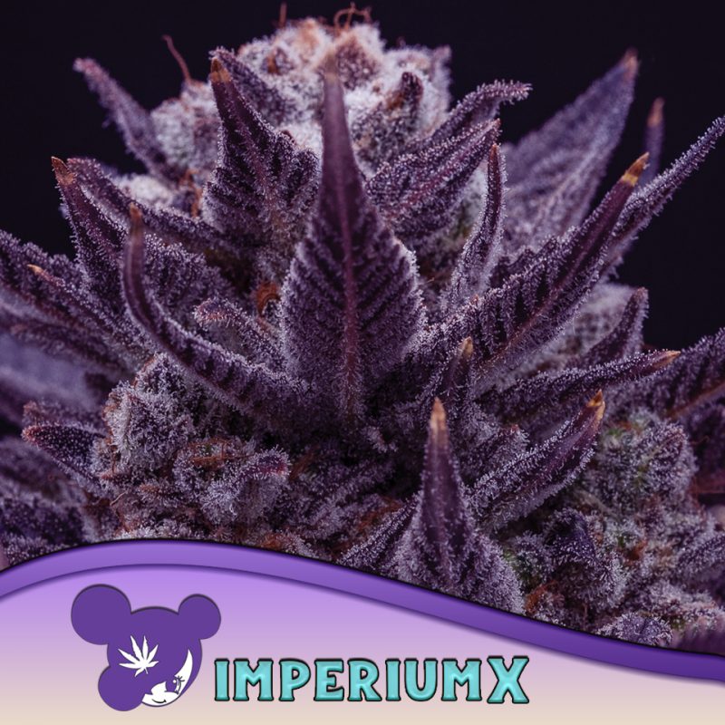 Imperium X from anesia seeds
