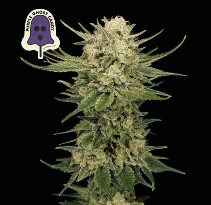 Purple ghost candy from seedsman