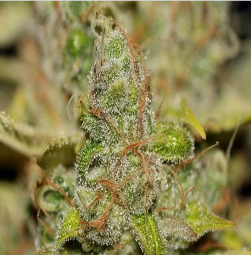 badazz og cheese close up trichomes