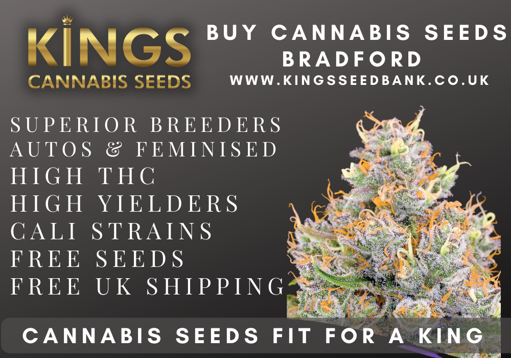 buy cannabis seeds bradford