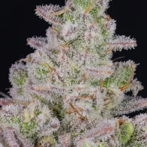 gorilla cookies automatic trichomes close up