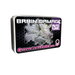 buy brain damage auto cannabis seeds uk