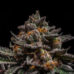 brain-cake-feminized-cannabis-seeds