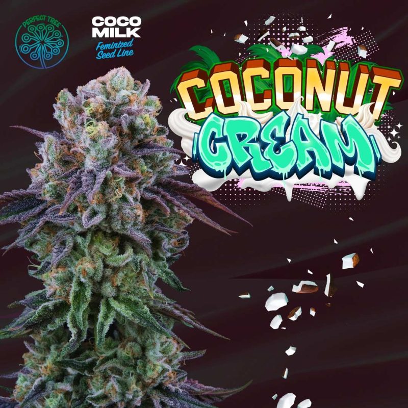 perfect-tree-coconut-cream-cannabis-seeds