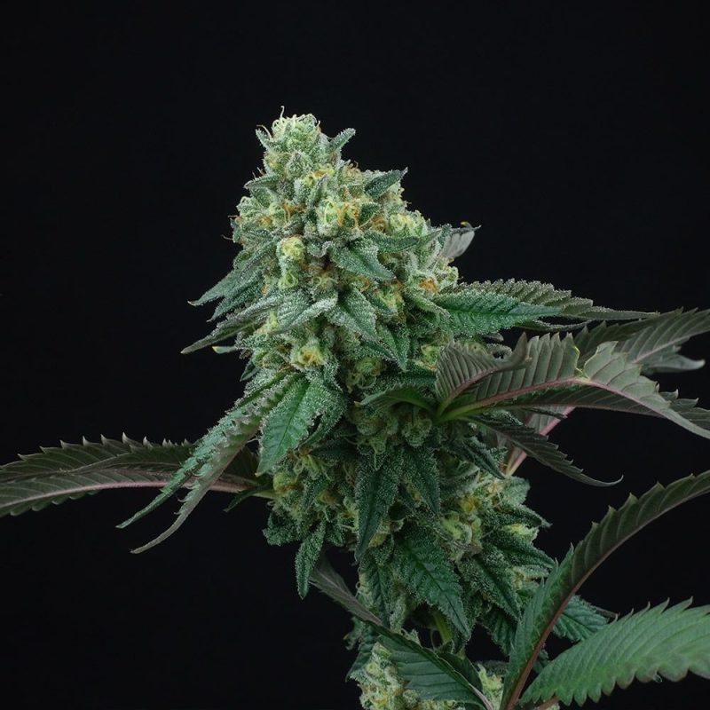 pink-gasoline-cannabis-seeds-perfect-tree