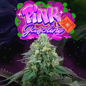 pink-gasoline-cannabis-seeds-perfect-tree-seeds