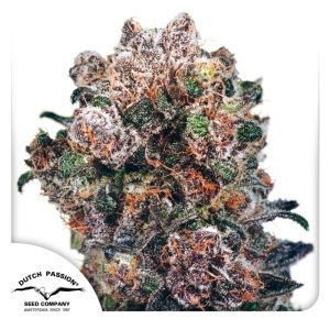 Blueberry-Dutch-Passion-Seed-company